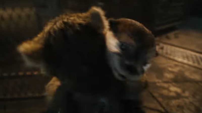 La adorable nutria del tráiler de Guardianes de la Galaxia Vol. 3 se llama Lylla, y es el verdadero amor de Rocket.