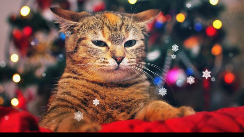 Ideas de regalos de Navidad 2023 #4