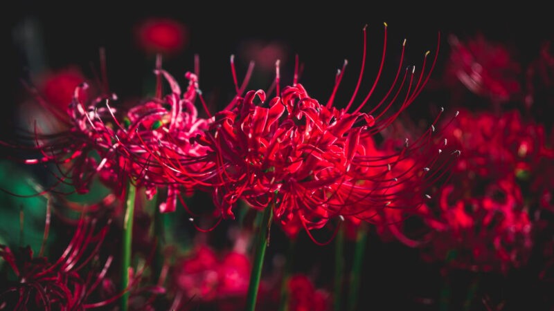 Explicación del significado de Red Spider Lily en el anime